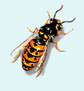Pest Control. Pest Control Fortuna. Pest. Pests. Pest Control Fortuna. Bugs and Pest Control Fortuna. Pest Kill Fortuna